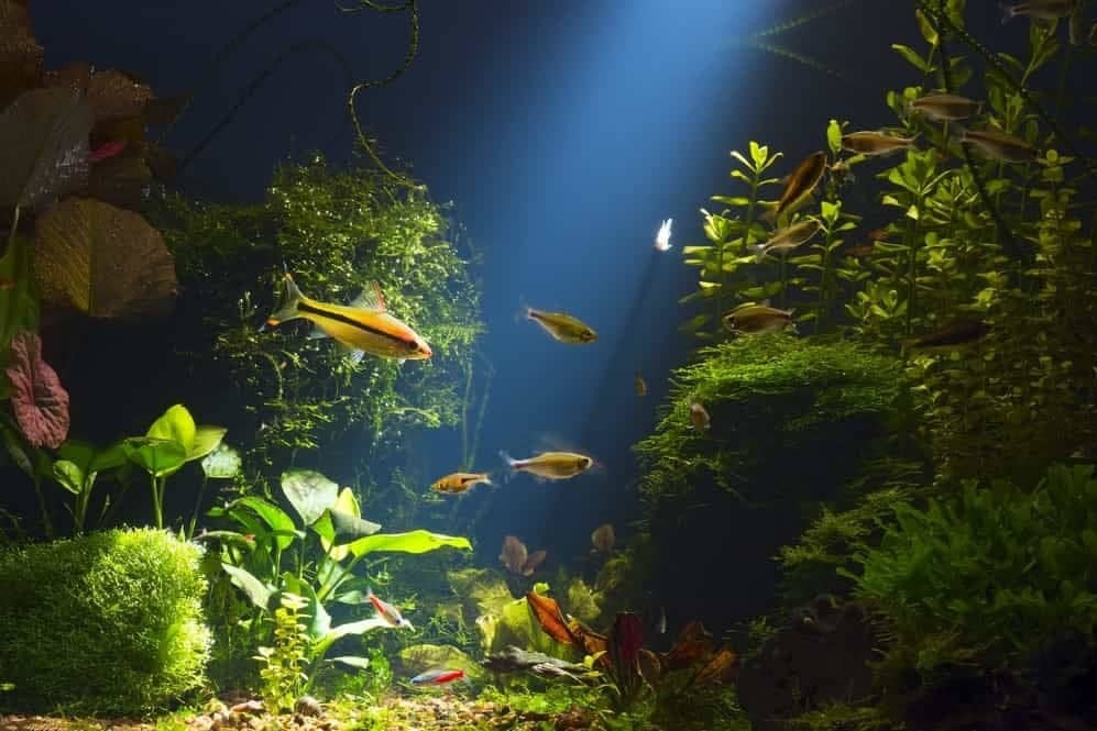 Het kiezen van de juiste aquarium LED-verlichting
