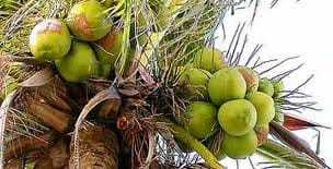 Hoe gezond is kokoswater